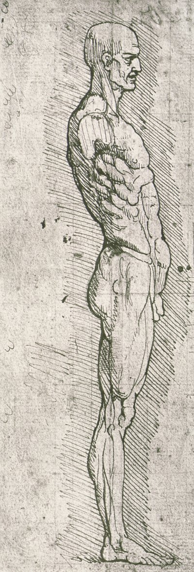 Studio anatomico da Leonardo da Vinci